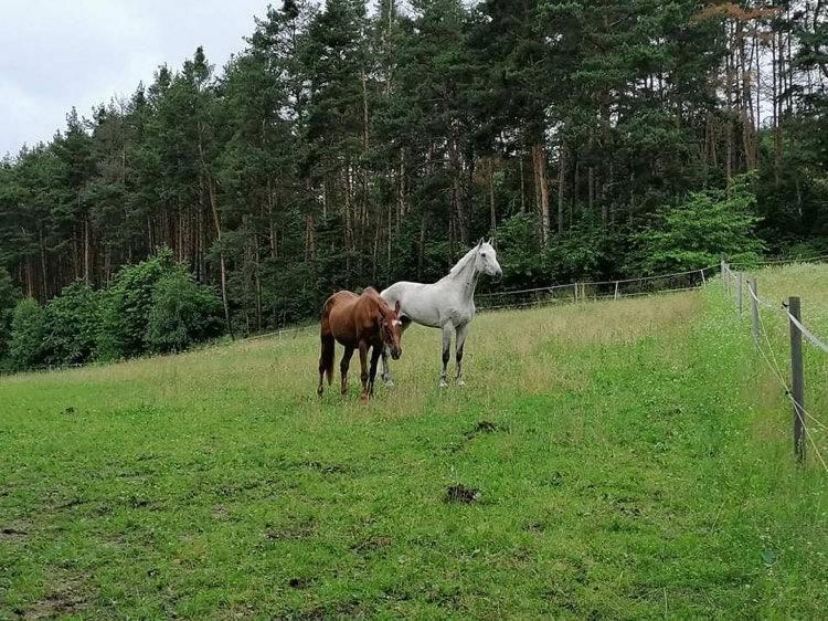 Glamping Karavan U Konopiste Chrastany  Dış mekan fotoğraf